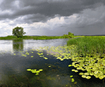 Река Воронеж Река Воронеж