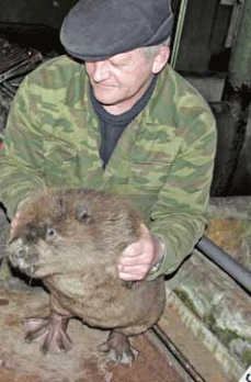 Научный сотрудник Владимир Лавров  на бобровой ферме
