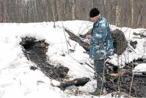 Бобровый домик прямо под дорогой Бобровый домик прямо под дорогой