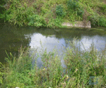 Река Девица